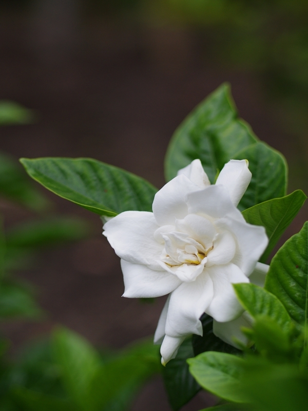 梔（クチナシ）１