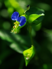 夏の花１７「露草（つゆくさ）」