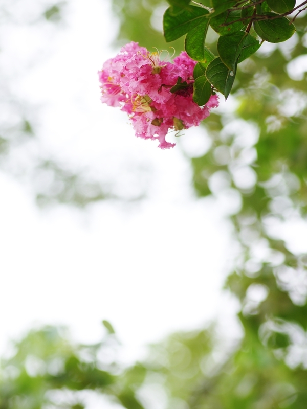 夏の花２９「百日紅（さるすべり）３」