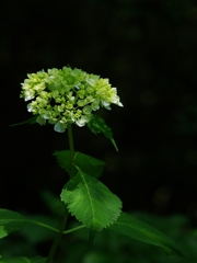 万博記念公園（あじさいの森１）