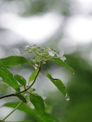 紫陽花は雨が似合う７