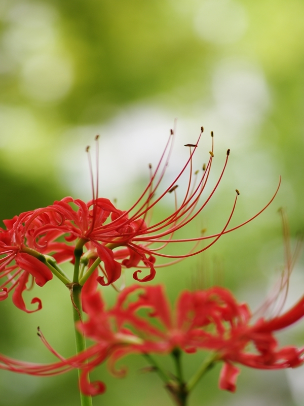 秋の花２「彼岸花（ひがんばな）２」