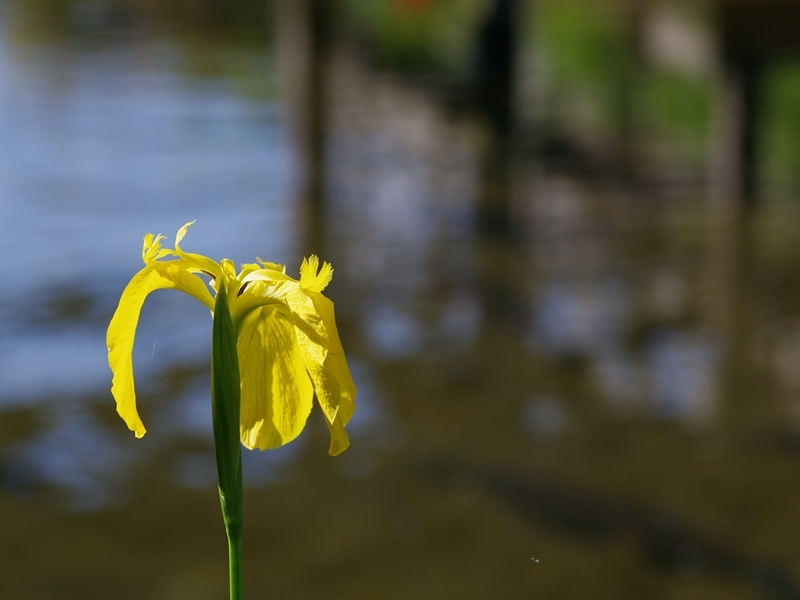 黄菖蒲（キショウブ）２