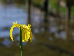 黄菖蒲（キショウブ）２