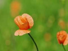 長実雛罌粟（ナガミヒナゲシ）９