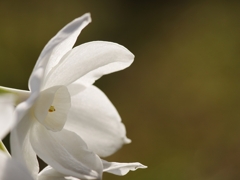 冬の花８（ペーパーホワイト４）