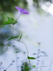 夏の花３４「朝顔（あさがお）３」