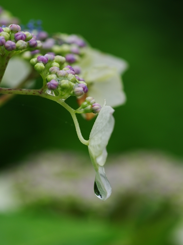 紫陽花は雨が似合う８