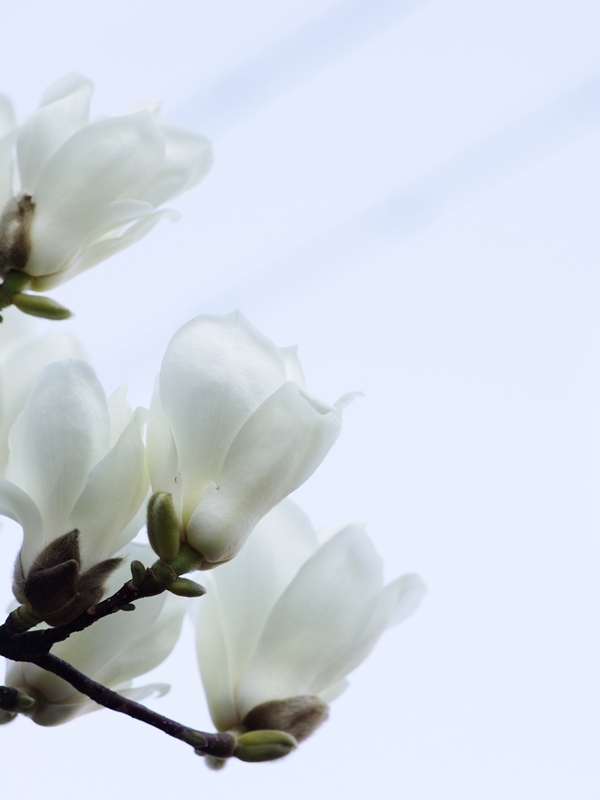 春を告げる花々１１（白木蓮）