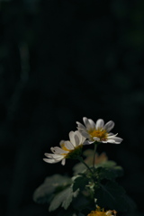 野路菊（オジギク）１