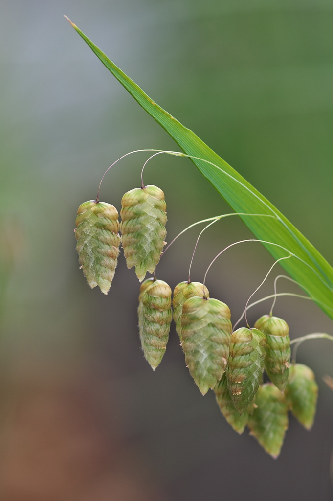 道端に咲く野草花（コバンソウ）