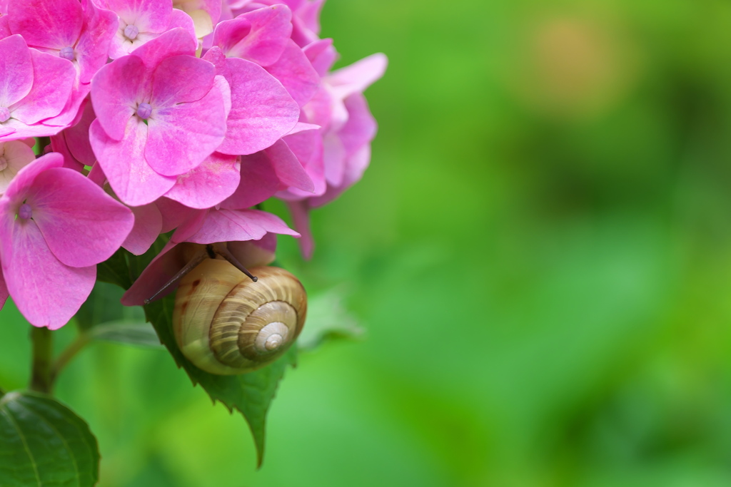 紫陽花（アジサイ）に蝸牛（カタツムリ）２