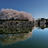 姫路城のお堀とサクラ１