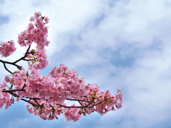 駅前に咲いた河津桜（カワヅザクラ）