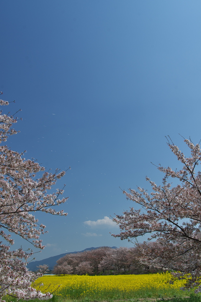奈良藤原宮跡の菜の花と桜の競演２