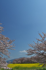 奈良藤原宮跡の菜の花と桜の競演２