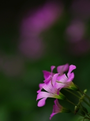 春から夏へ（花の移ろい１０）