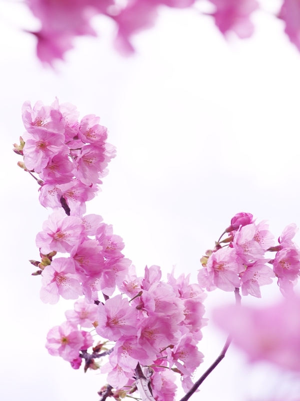 春来る５（大寒桜）