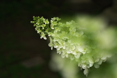 神社の柏葉紫陽花（カシワバアジサイ）２