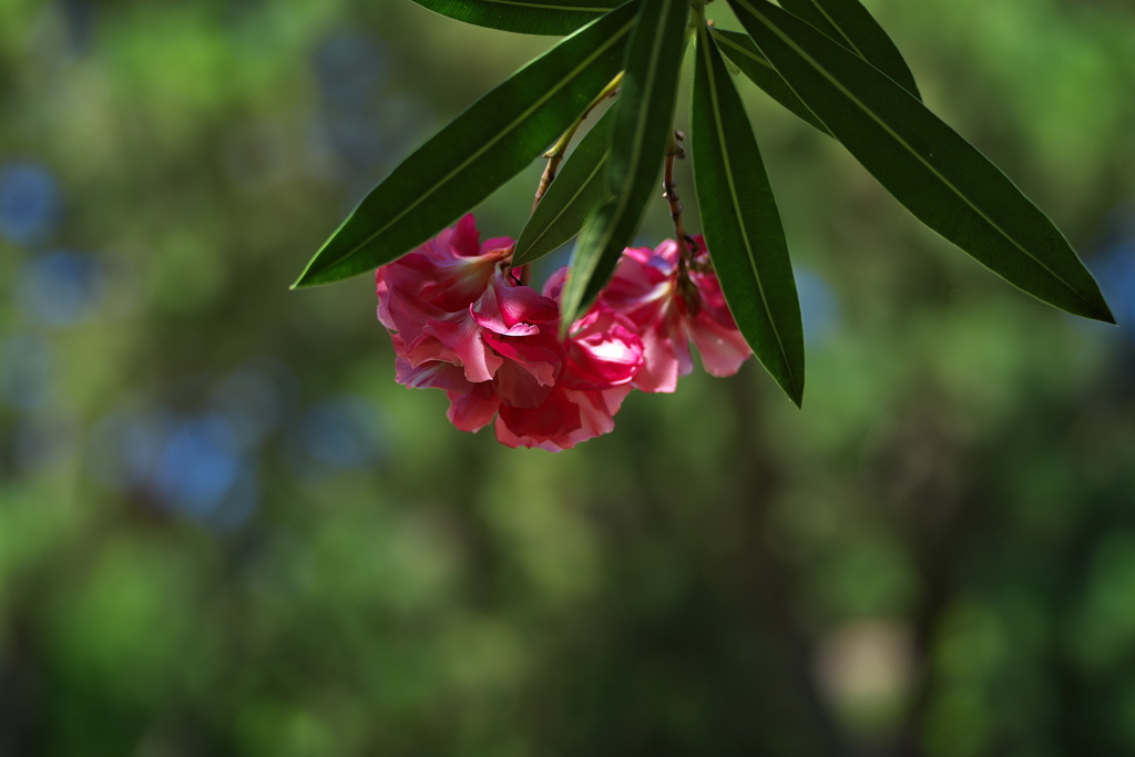 真夏の花夾竹桃（キョウチクトウ）