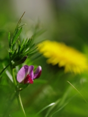 春来る８（烏野豌豆）