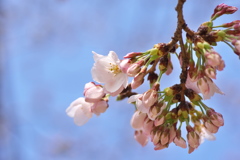 公園の染井吉野（ソメイヨシノ）が開花した１