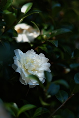 住吉神社の山茶花（白花）