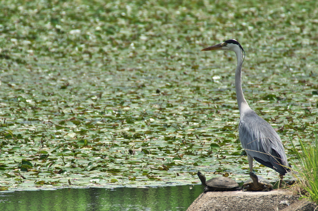 公園の池に佇む青鷺（アオサギ）