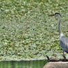 公園の池に佇む青鷺（アオサギ）