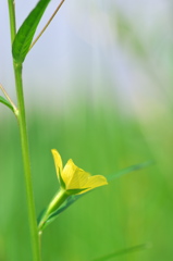 畦に咲く黄色い野草花