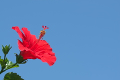 盛夏に咲く真っ赤な花（ハイビスカス）