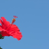 盛夏に咲く真っ赤な花（ハイビスカス）