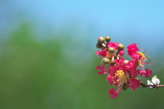 盛夏に咲く真っ赤な花（サルスベリ）