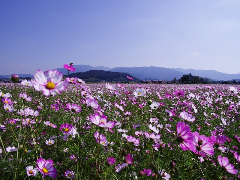 藤原宮跡の秋桜２