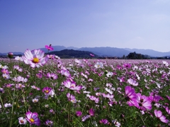 藤原宮跡の秋桜２