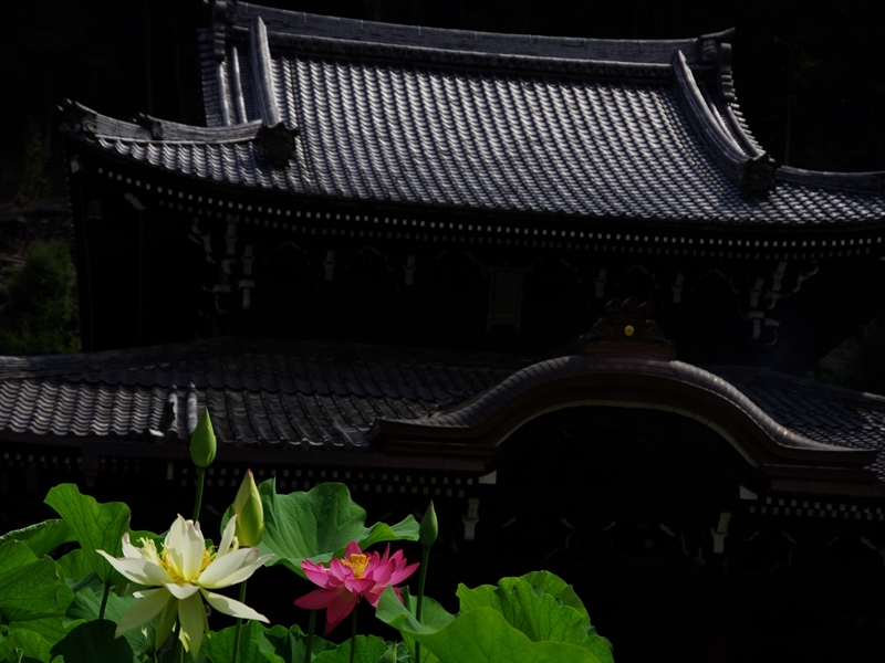 三室戸寺３（蓮１）