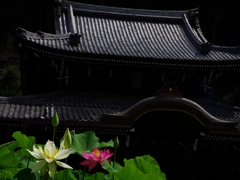 三室戸寺３（蓮１）