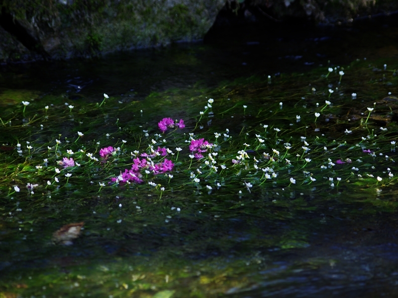 醒井の梅花藻（バイガモ）と百日紅（サルスベリ）１