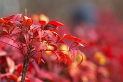 於多福南天（オタフクナンテン）の紅葉