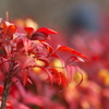 於多福南天（オタフクナンテン）の紅葉