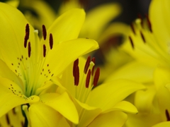 夏の花々６（百合）