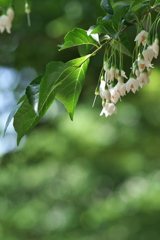 金ヶ崎公園に咲くエゴノキ