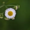 道端に咲く野草花（ヒメジョオン）