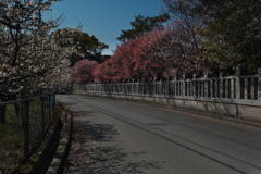御厨神社の梅が満開２
