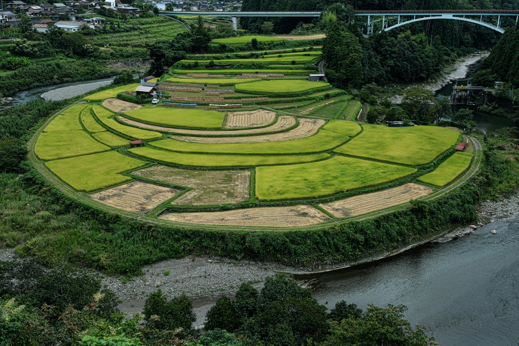 あらぎ島の棚田１