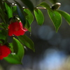 初春に咲く藪椿（ヤブツバキ）１