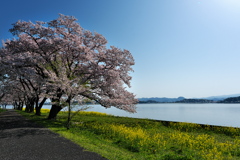 湖山池（こやまいけ）青島公園の菜の花とサクラ１