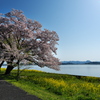 湖山池（こやまいけ）青島公園の菜の花とサクラ１
