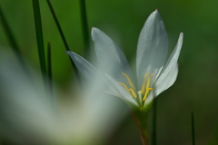 路傍に咲く野草花（タマスダレ）