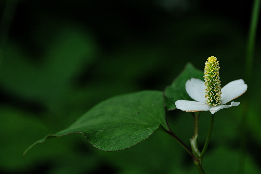 路傍に咲く蕺（ドクダミ）